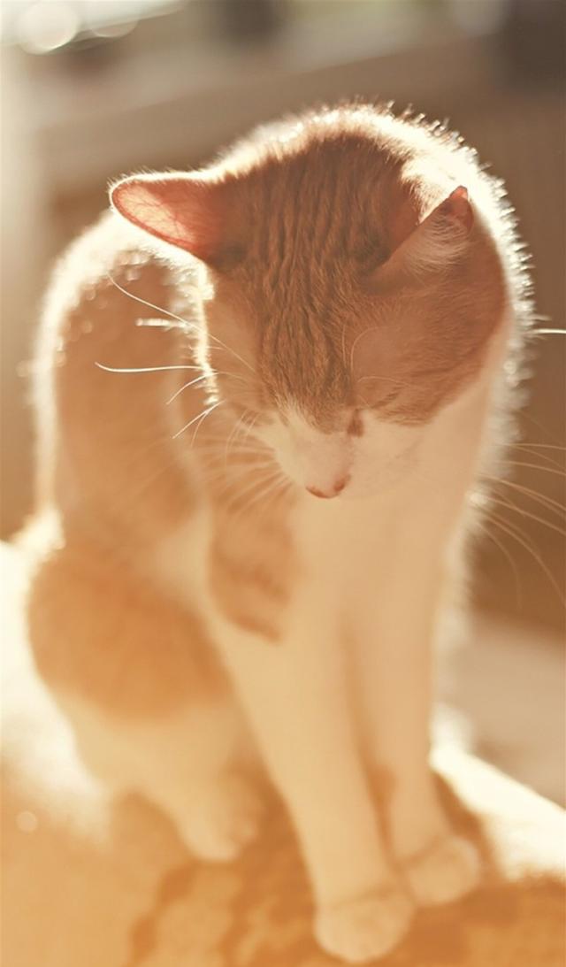 猫星人萌萌美猫图片手机壁纸