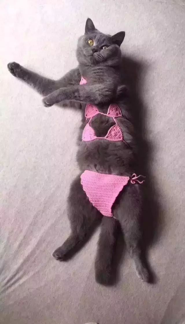网友准备去海边玩,给猫咪也设计了一套比基尼,猫咪:喵喵喵?