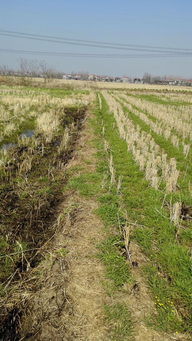 家乡的春天是记忆中最美好的风景|野草|小黄花|田埂_新浪网