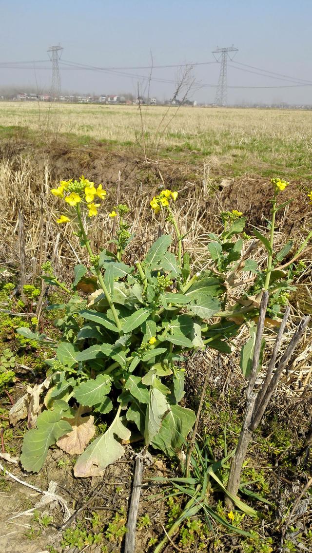 路边一株野油菜花已经开了