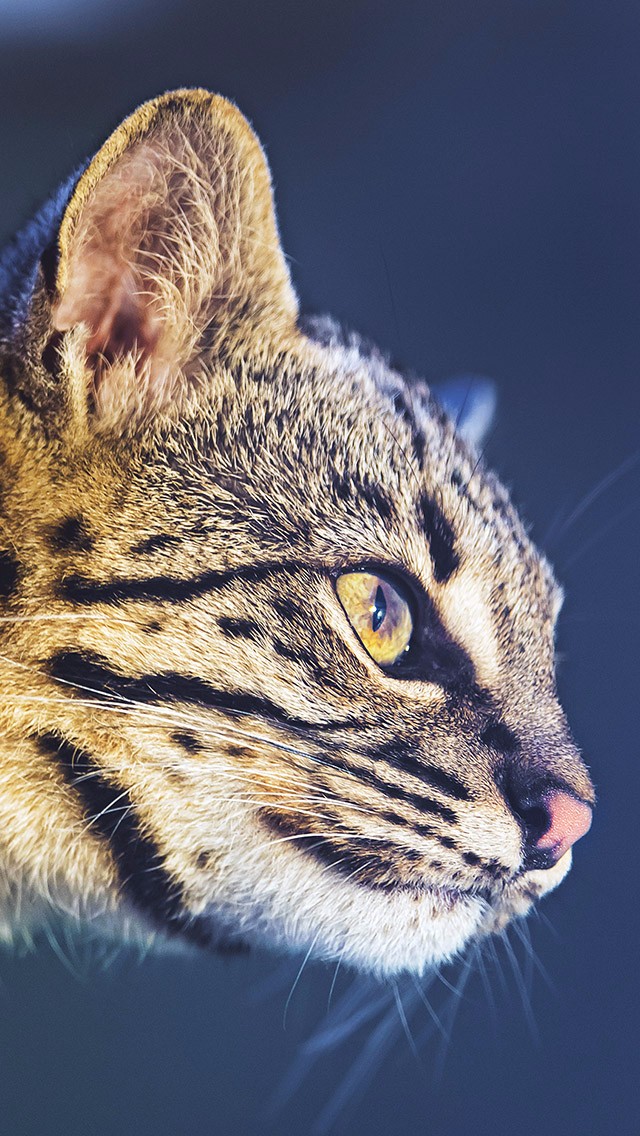 手机壁纸精选第13期:15张酷酷的猫咪壁纸冬日撸猫必备第二弹!