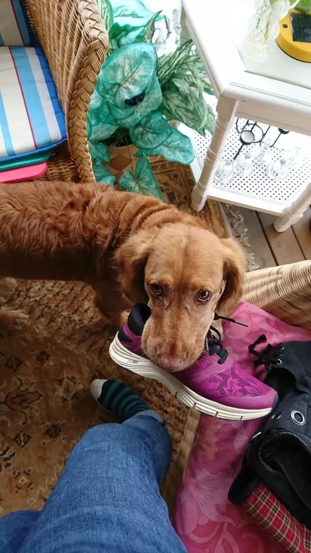 铲屎官日常的真实写照