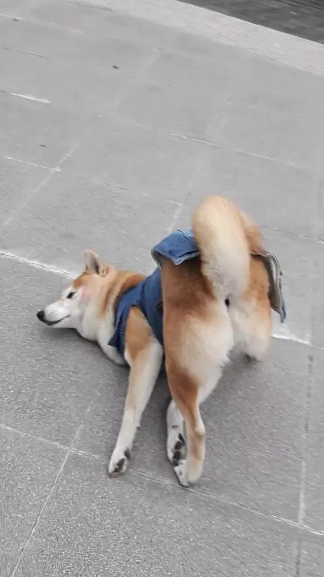 柴犬犯懒撅屁股趴地上耍赖,铲屎官都没脸见人