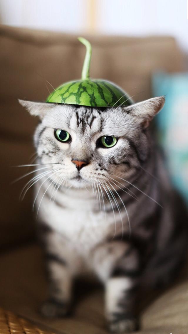 一只活成表情包的猫简直成了精