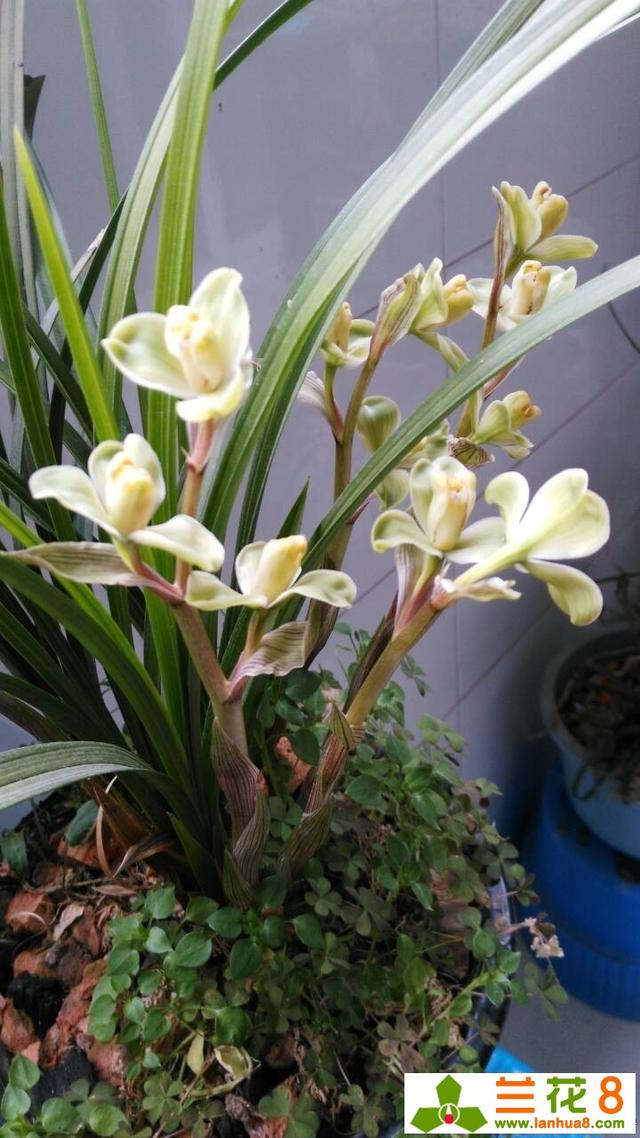 兰花的药用与食用