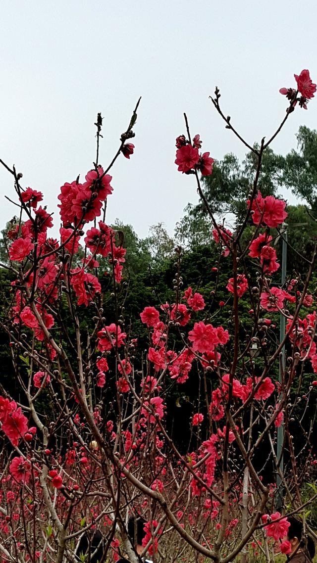 深圳莲花山桃花盛开你一定会喜欢