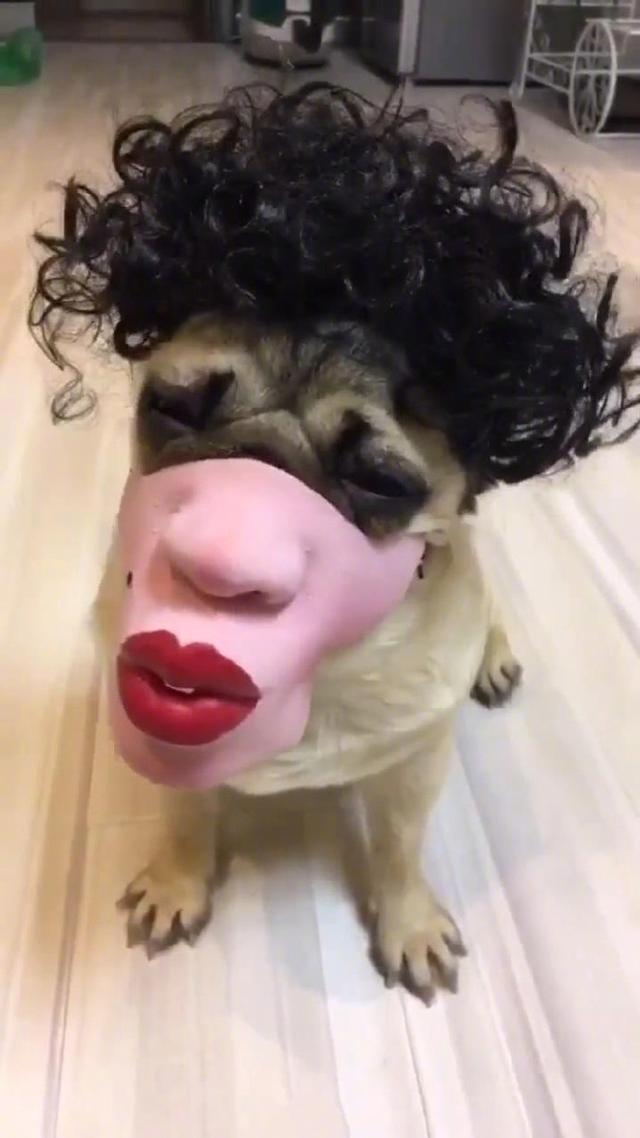 两金毛把网线咬坏了,主人回来后撅起小屁屁主动受罚