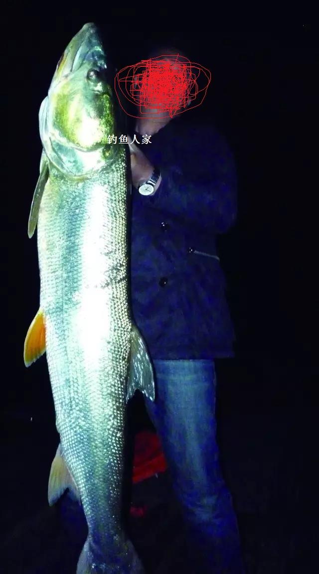 25米,体重13.5公斤的鳡鱼