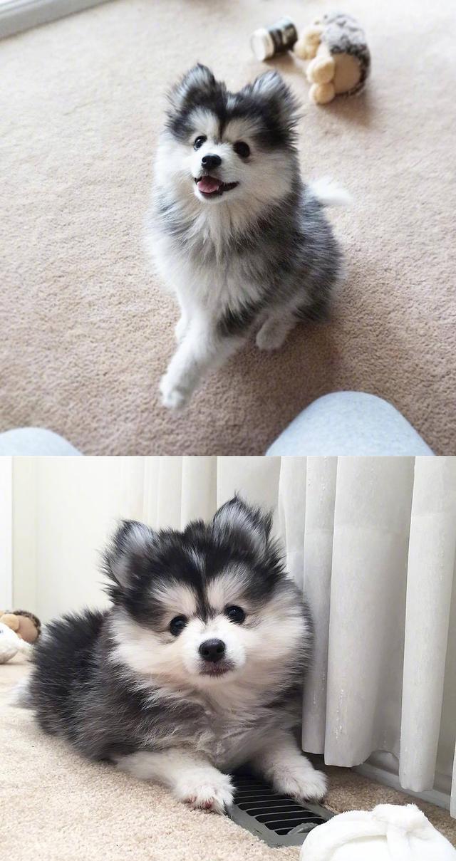 哈士奇与博美的爱情结晶,太可爱了,好像超越了种族的混血美女!