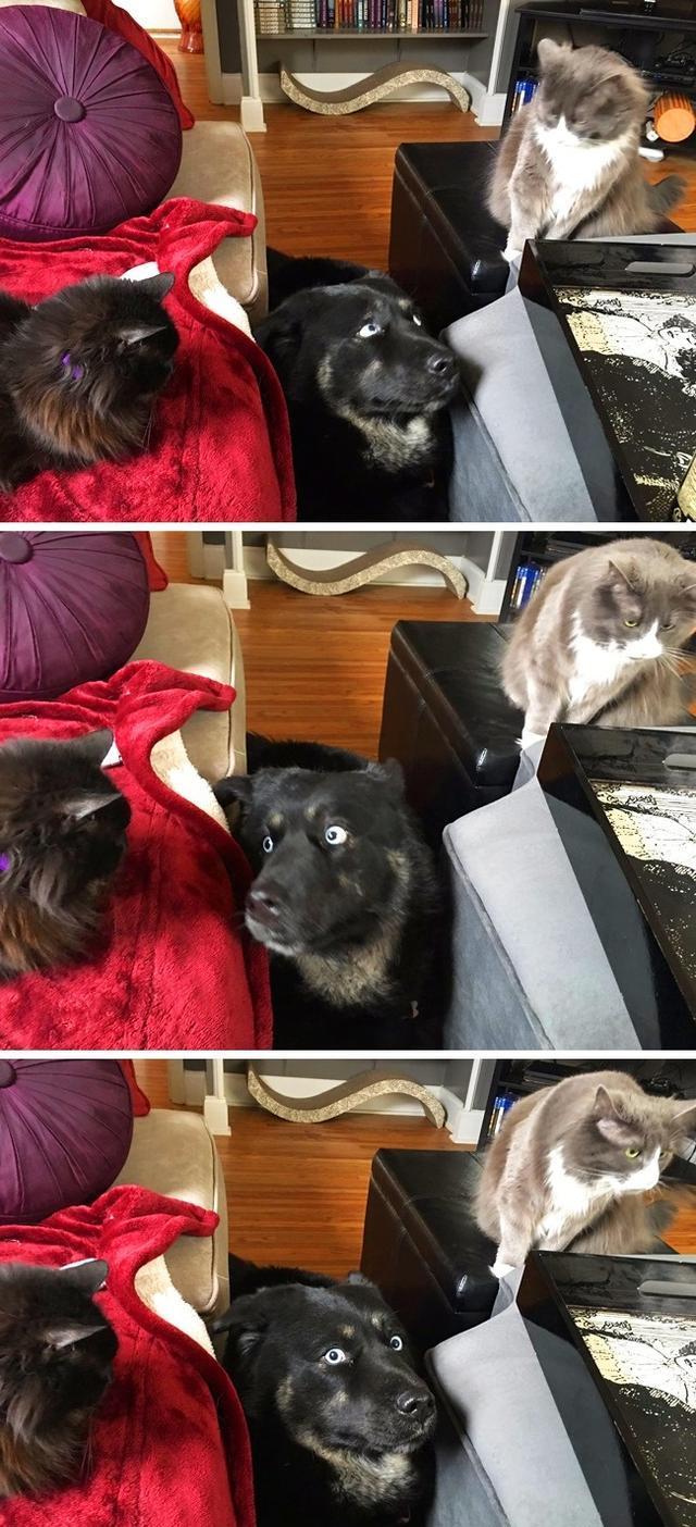 12张狗狗和猫咪生活在一起的有趣照片