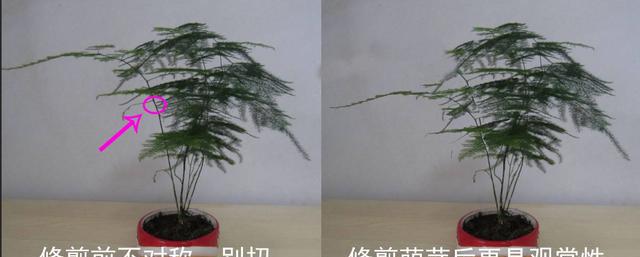阿布教你养植物不要错过3种让文竹变美的修剪手法