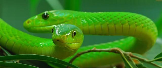 灵性小青蛇为寻亲人被顽童误杀,善始不得善终,好感人