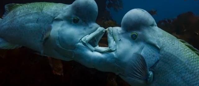 根据我们的科学推断,这种鱼长成这样,是因为看到海里也没什么人,所以