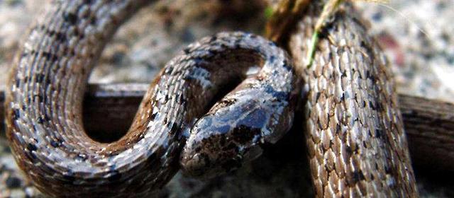 蛇来报恩,遭受主人割肝之痛,主人贪心,害人害己