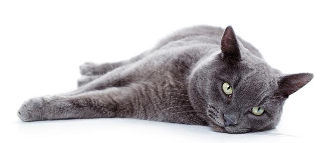 具有绅士风度,性情温顺的卡尔特猫咪