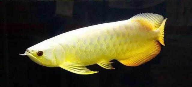 家居水景丨网友把金龙鱼和银龙鱼混养, 然后就