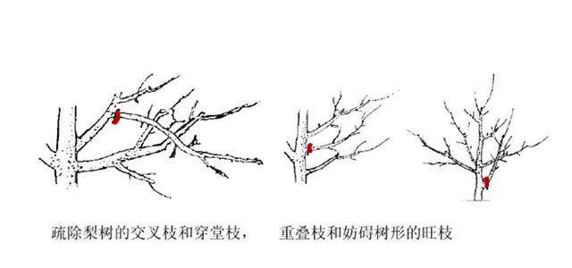梨树栽培技术 修剪技术之疏枝|树体|梨树|主枝_新浪新闻