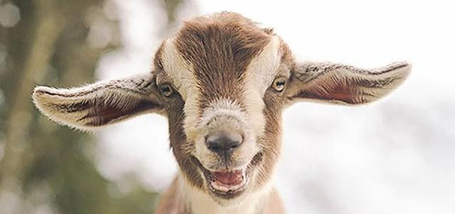 看完你能忍住几个不笑?|微笑|狼|世界_新浪新闻