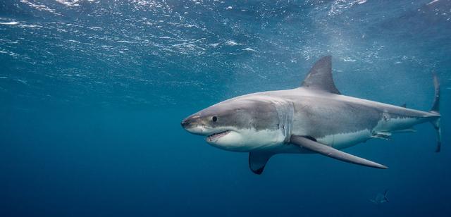 鲨鱼这种海洋霸主很可能比大熊猫先灭绝