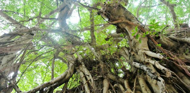 相遇在港片里的分手高发地:上环楼梯街|楼梯街|上环|文武庙_新浪网