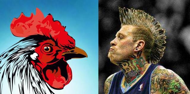 鸟人安德森的绰号 他还有个帅气的鸡冠头 看着他犀利的表情,在看看