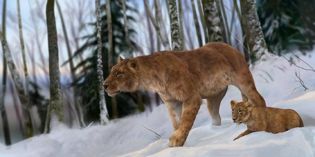 55000年前的史前洞穴狮子幼崽依然保存完整,连发际线都清晰可见