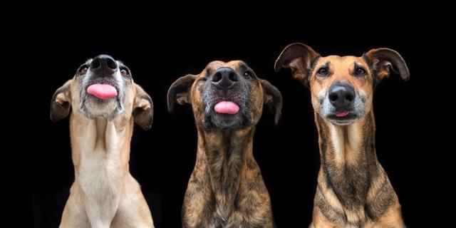 充满喜感的动物摄影!喜欢哪个?请牵走!