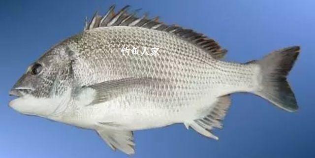 流水畅通的钓点在水底暗礁钓白立鱼5斤的大鱼强力牵引上钩