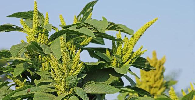 这么常见的野草竟是上等补血佳品