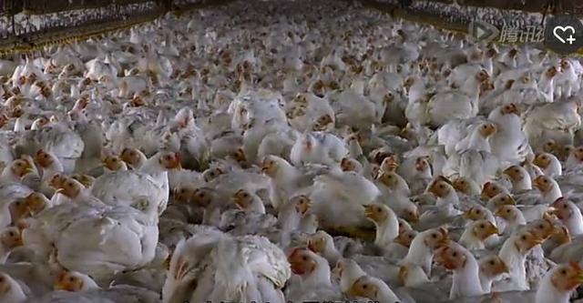 这部电影告诉我们,我们吃下的东西为什么这么可怕!