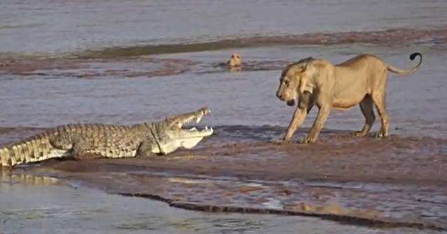 三头狮子与鳄鱼大战场面激烈 最后结局只来了个不欢而散