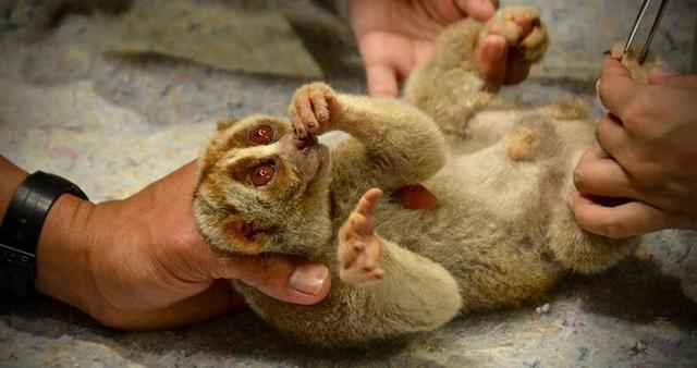 懒猴是世界上唯一有毒的灵长类动物, 如果被咬伤很可能丧命!