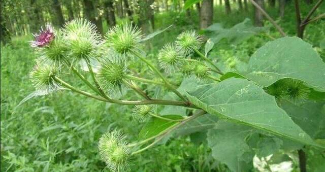 在農村最煩人的帶刺植物老中醫卻把它們當成寶你見過幾種呢