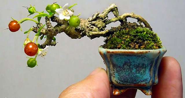 一组拇指盆景请欣赏