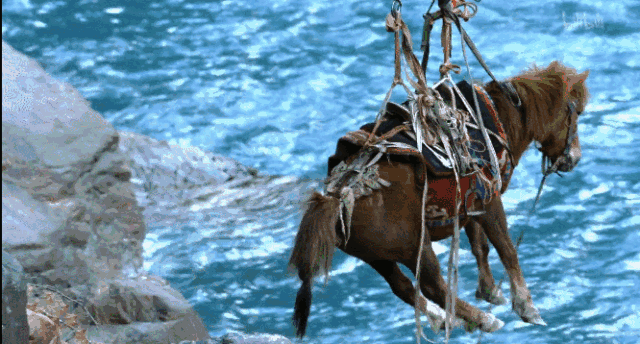 为什么西藏林芝的桃花最火?