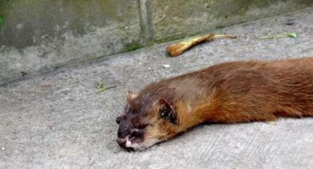 故事:开车无意撞死过路黄鼠狼,第二日家鸡一只