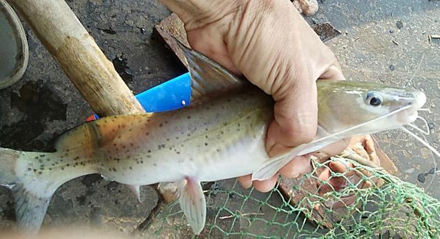 这个鱼贵的要死,只有在高级饭店里才能吃到|芝麻|剑鱼|饭店_新浪新闻