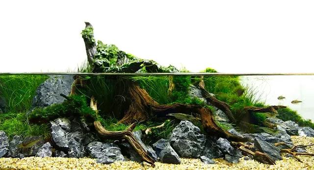 家居水景丨赏心悦目的清新青龙沉木造景缸