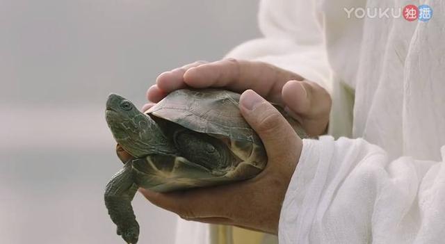 入水后,心猿意马似乎是有些舍不得,跟司马懿对望了片刻,然后四脚一蹬