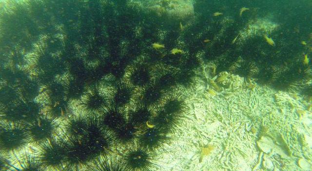 当地人告诉colby,那么这是因为东南沿海温暖的海水条件,非常适合海胆