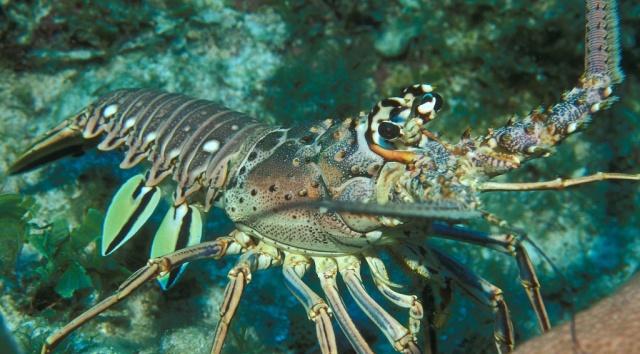 臻府售卖的小彩电也就是小型的锦绣龙虾啦.