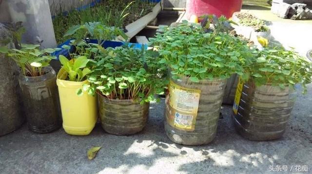 养花穷到没钱买花盆那就自己造简单耐用还省钱