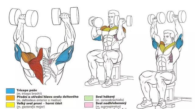 肩膀▼t字划船▼直臂下压▼哑铃划船▼坐姿划船▼杠铃划船▼器械下拉