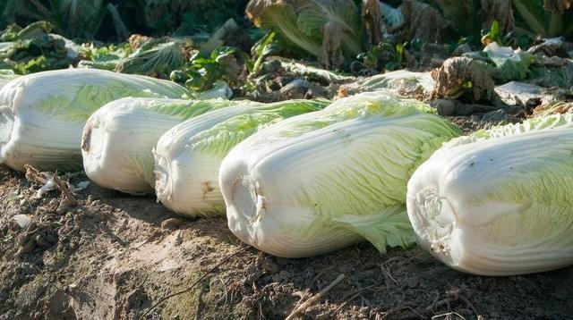 日本的大白菜价格已经贵出天际! 不努力工作的话谁吃得起啦!