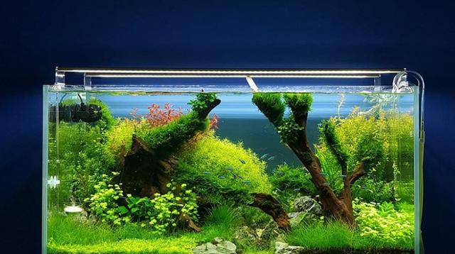 鱼缸造景丨概述被称为"玻璃后面的艺术"