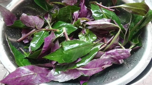 农村这种血菜能补血去虚火专家却称有毒建议不要食用