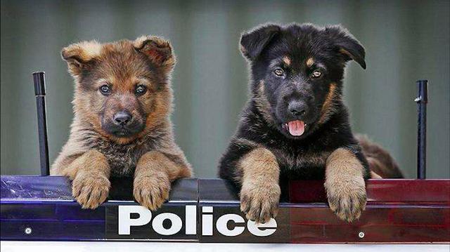 警犬小奶汪们用生命在卖萌太可爱了