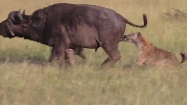 狡猾鬣狗背后偷袭野牛,将其蛋蛋撕碎,野牛惨叫终被活吃!