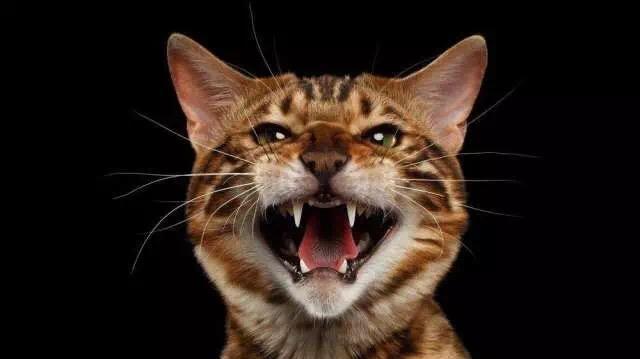 (关于猫的十个"为什么")