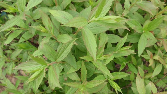 它已成了大城市的席上佳肴你对它有多少了解